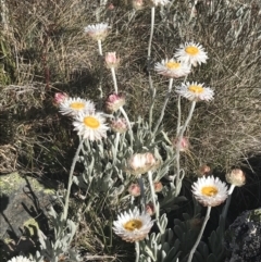 Leucochrysum alpinum at Yaouk, NSW - 20 Dec 2022