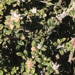 Oxylobium ellipticum at Yaouk, NSW - 20 Dec 2022 04:12 PM