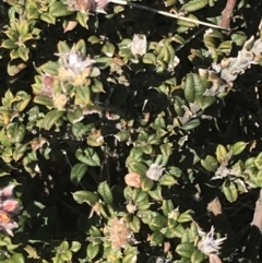 Oxylobium ellipticum at Yaouk, NSW - 20 Dec 2022 04:12 PM