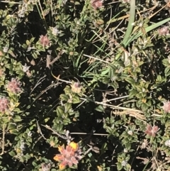 Oxylobium ellipticum at Yaouk, NSW - 20 Dec 2022 04:12 PM