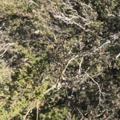 Leptospermum namadgiense (Namadgi Tea-tree) at Yaouk, NSW - 20 Dec 2022 by Tapirlord