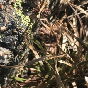 Luzula novae-cambriae at Yaouk, NSW - 20 Dec 2022