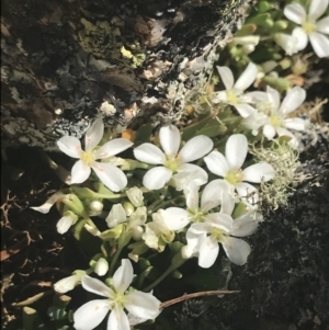 Montia australasica at Rendezvous Creek, ACT - 20 Dec 2022