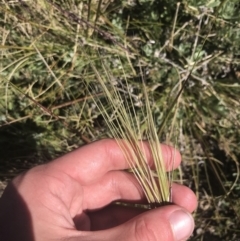 Austrostipa nivicola (Alpine Spear-Grass) at Rendezvous Creek, ACT - 20 Dec 2022 by Tapirlord