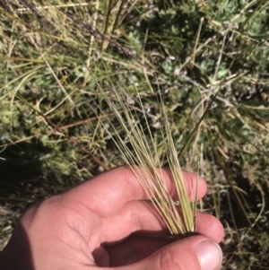 Austrostipa nivicola at Rendezvous Creek, ACT - 20 Dec 2022