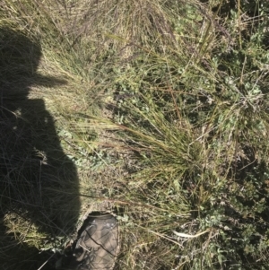 Austrostipa nivicola at Rendezvous Creek, ACT - 20 Dec 2022