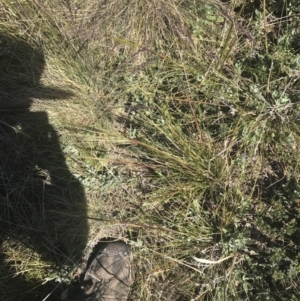 Austrostipa nivicola at Rendezvous Creek, ACT - 20 Dec 2022