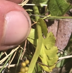 Botrychium lunaria at Rendezvous Creek, ACT - 20 Dec 2022