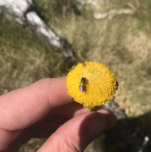 Craspedia aurantia var. jamesii at Yaouk, NSW - 20 Dec 2022