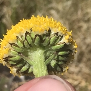 Craspedia aurantia var. jamesii at Yaouk, NSW - 20 Dec 2022