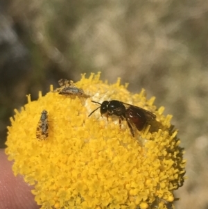 Exoneura sp. (genus) at Yaouk, NSW - 20 Dec 2022