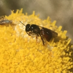 Exoneura sp. (genus) at Yaouk, NSW - 20 Dec 2022