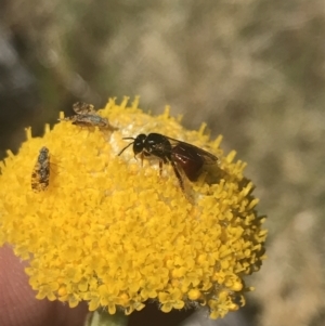 Exoneura sp. (genus) at Yaouk, NSW - 20 Dec 2022