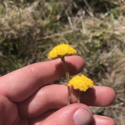 Craspedia adenophora (Sticky Billy Buttons) at Rendezvous Creek, ACT - 20 Dec 2022 by Tapirlord