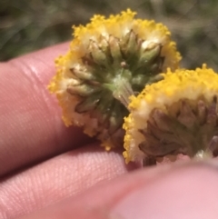 Craspedia adenophora at Rendezvous Creek, ACT - 20 Dec 2022