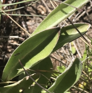 Craspedia adenophora at Rendezvous Creek, ACT - 20 Dec 2022