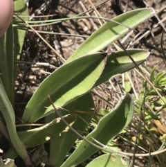 Craspedia adenophora at Rendezvous Creek, ACT - 20 Dec 2022