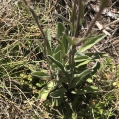 Craspedia adenophora at Rendezvous Creek, ACT - 20 Dec 2022