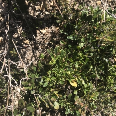 Viola improcera (Dwarf Violet) at Scabby Range Nature Reserve - 20 Dec 2022 by Tapirlord