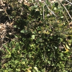 Viola improcera at Yaouk, NSW - 20 Dec 2022