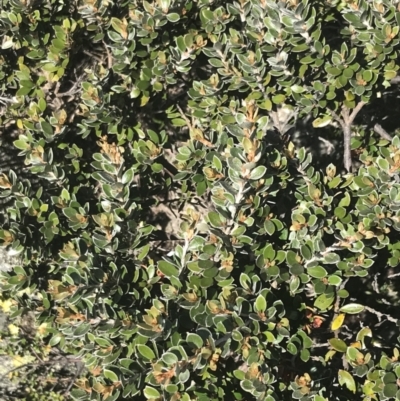 Grevillea diminuta at Scabby Range Nature Reserve - 20 Dec 2022 by Tapirlord