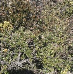 Grevillea diminuta at Yaouk, NSW - 20 Dec 2022