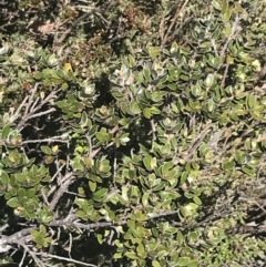 Grevillea diminuta at Yaouk, NSW - 20 Dec 2022