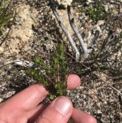 Olearia heloderma (Daisy Bush (Australian National Herbarium)) at Scabby Range Nature Reserve - 20 Dec 2022 by Tapirlord