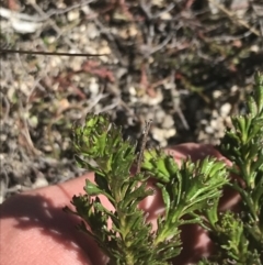 Olearia heloderma at Yaouk, NSW - 20 Dec 2022