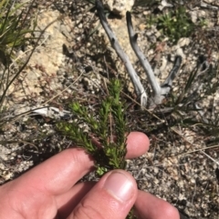 Olearia heloderma at Yaouk, NSW - 20 Dec 2022