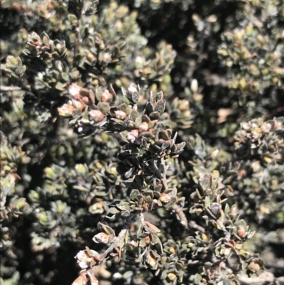 Gaudium namadgiense (Namadgi Tea-tree) at Scabby Range Nature Reserve - 20 Dec 2022 by Tapirlord