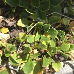 Viola improcera (Dwarf Violet) at Scabby Range Nature Reserve - 20 Dec 2022 by Tapirlord