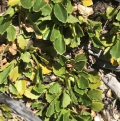 Viola improcera at Yaouk, NSW - 20 Dec 2022