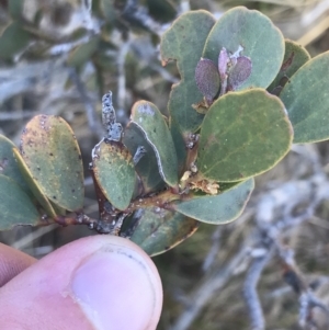 Acacia alpina at Yaouk, NSW - 20 Dec 2022