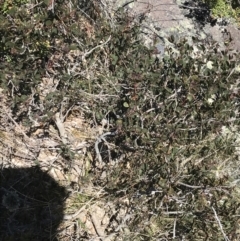 Acacia alpina at Yaouk, NSW - 20 Dec 2022