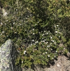 Westringia lucida at Yaouk, NSW - 20 Dec 2022