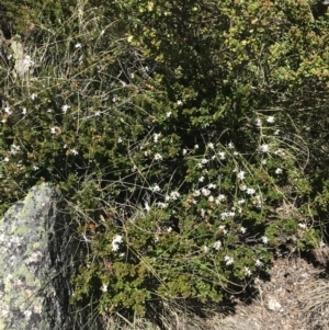 Westringia lucida at Yaouk, NSW - 20 Dec 2022