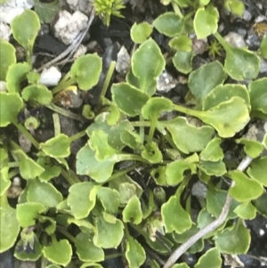 Viola improcera at Rendezvous Creek, ACT - 20 Dec 2022