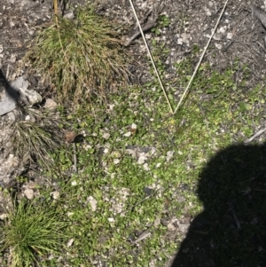 Viola improcera at Rendezvous Creek, ACT - 20 Dec 2022