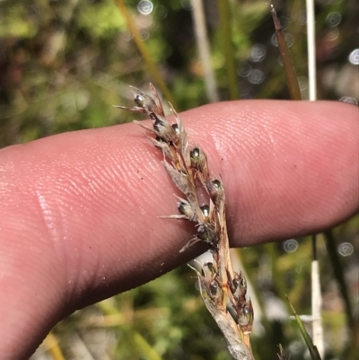 Machaerina gunnii (Slender Twig-rush) at Rendezvous Creek, ACT - 20 Dec 2022 by Tapirlord