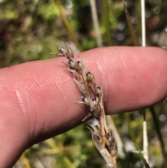 Machaerina gunnii at Rendezvous Creek, ACT - 20 Dec 2022 01:25 PM