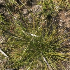 Baumea gunnii at Rendezvous Creek, ACT - 20 Dec 2022