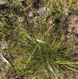 Machaerina gunnii at Rendezvous Creek, ACT - 20 Dec 2022 01:25 PM