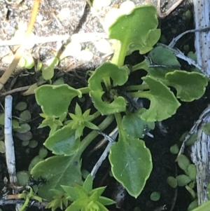 Viola improcera at Rendezvous Creek, ACT - 20 Dec 2022 01:23 PM