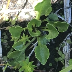 Viola improcera at Rendezvous Creek, ACT - 20 Dec 2022 01:23 PM