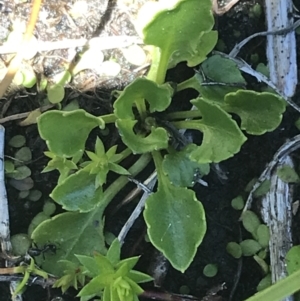 Viola improcera at Rendezvous Creek, ACT - 20 Dec 2022 01:23 PM