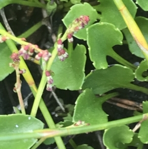 Viola improcera at Rendezvous Creek, ACT - 20 Dec 2022