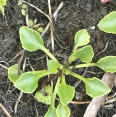 Viola improcera at Rendezvous Creek, ACT - 20 Dec 2022 01:23 PM