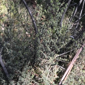 Leptospermum myrtifolium at Rendezvous Creek, ACT - 20 Dec 2022