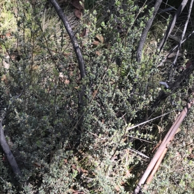 Leptospermum myrtifolium (Myrtle Teatree) at Rendezvous Creek, ACT - 20 Dec 2022 by Tapirlord